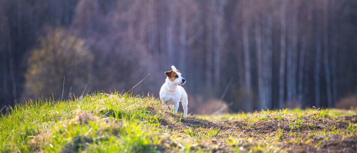 White,Hunting,Dog,Jack,Russell,Terrier,Stands,On,A,Hill